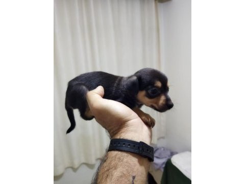 Bebek minyatür pinscher