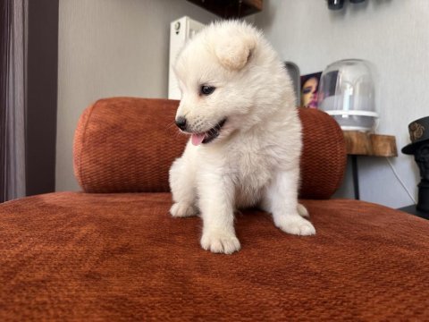 Safkan erkek samoyed yavrumuz