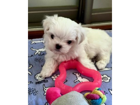 Micro boys bichon frise bebeklerim