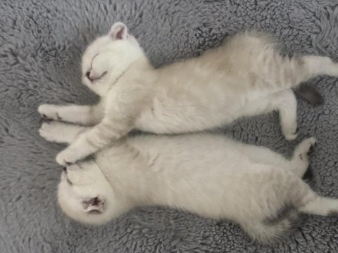 Scottish fold yavrularım erkek-dişi