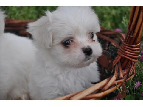 Maltese yavrular