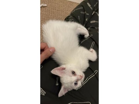 British shorthair inci tanem yeni yuvasını arıyor