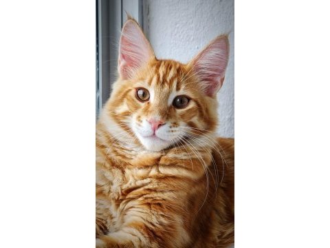 Dev kırmızı maine coon erkek