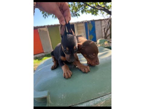 Doberman yavru köpeğimiz