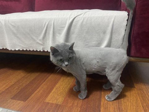 1 yaşında dişi british shorthair