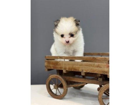 Ufak bebekler pomeranian