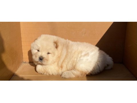 Ayı surat chow chow çin aslanı