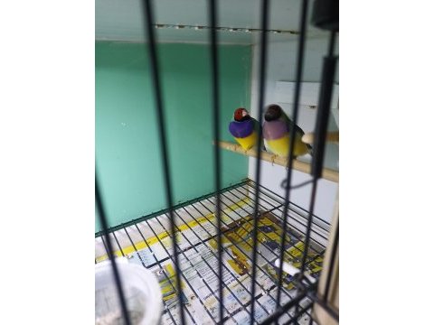2023 goldian finch hazır takım bilezikli