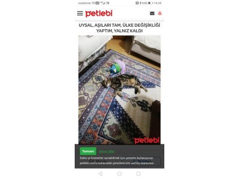 Kedinin adı mıncır erkek uysal ülke değişikliği yaptım
