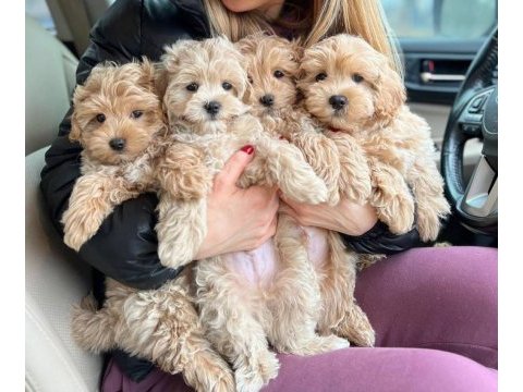 Mikro teacup orijinal maltipoo yavrularım