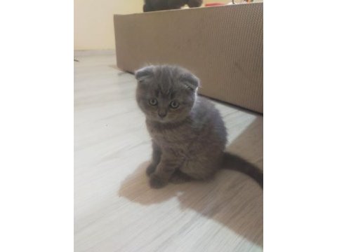 3 tane safkan scottish fold