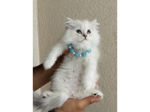 British longhair silver point yavrular