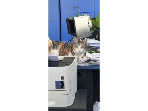 Acil bu prenses kedimizi kurtaralım yuva olalım