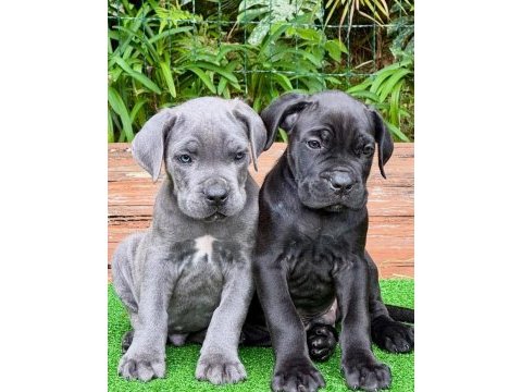 Profesyonel üretim çifliğinden cane corso kapıda ödeme