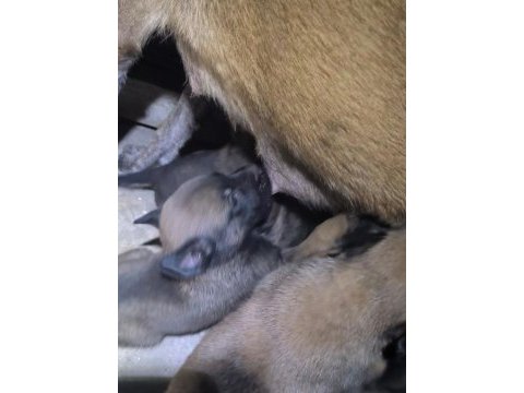 Meşhur malinois pusu dan muazzam bebek maligatorler