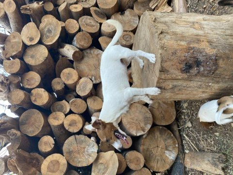 Çift maskeli safkan jack russell