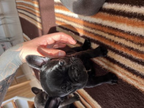 40 günlük french bulldoglar