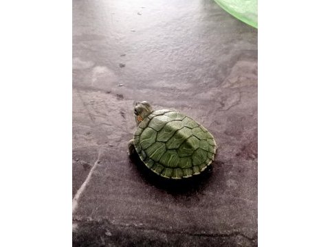 Bebek kırmızı yanak su kaplumbağaları