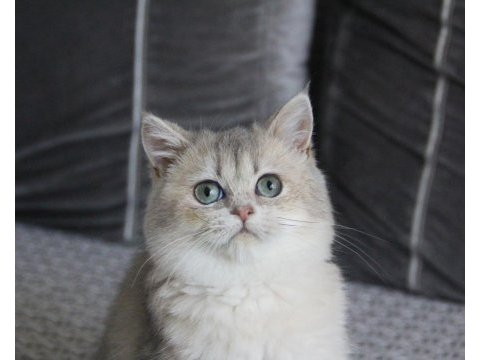 Duman tüylü yeşil gözlü scottısh straıght 