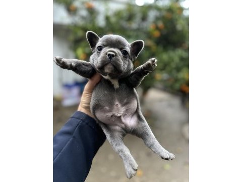 French bulldog bebekler 38 günlük