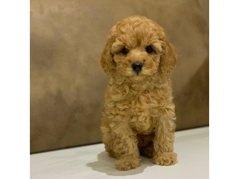 Toy poodle yavrular (red, red brown, silver, siyah, apricot)