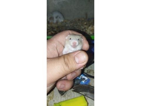 Uzun tüy teddy bear hamster yavrular