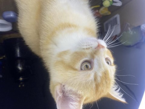 British shorthair golden 3 aylık oyuncu