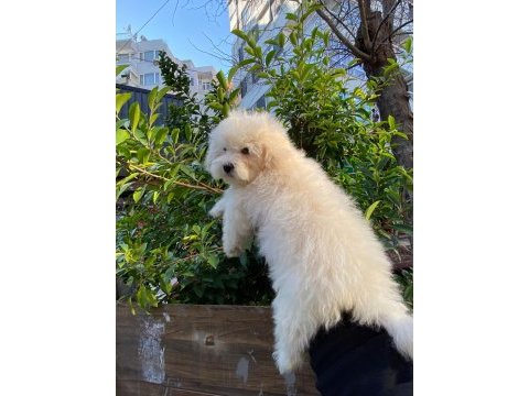 Bichon frise dişi yavrumuz