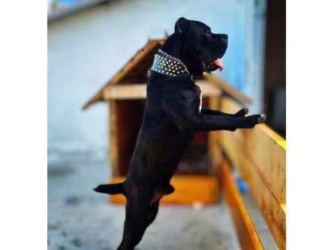 Anneden de babadan da dünya şampiyonu cane corso torunları