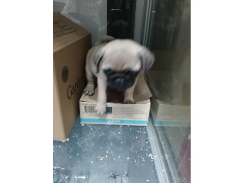 Oyuncu pug bebek