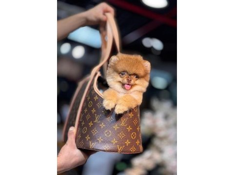 Nadir renk pomernian boo (kütahya exuma pet center)