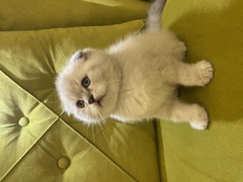 Scottish fold sıfır kulak erkek