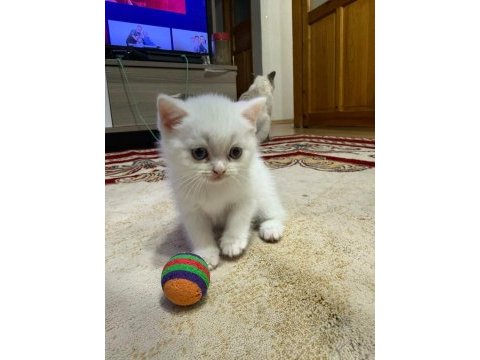 Scottish fold bulu point yavrular