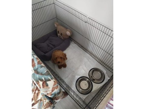 Toy poodle acil verilecektir