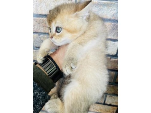 British shorthair golden yavru