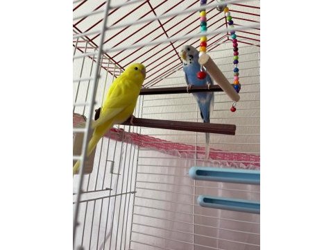 1 erkek (sarı) ve 1 dişi (mavi) muhabet kuşu