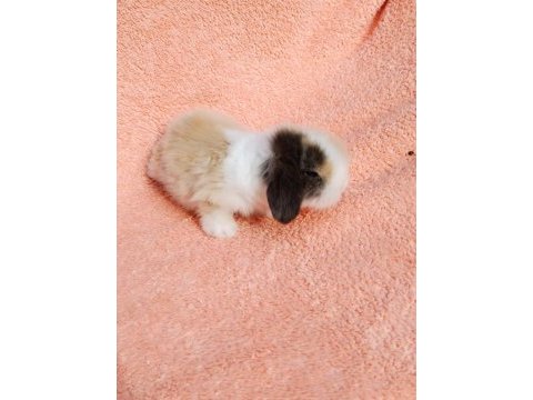 Hollanda teddy lop tavşanımız