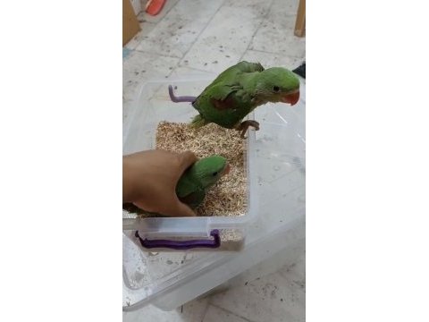 Bebek alexander papağanı