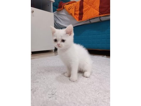 Maviş prenses kedimiz