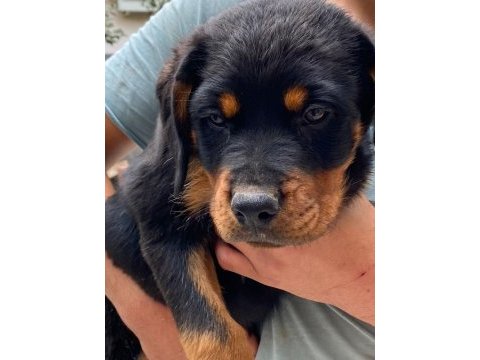 2,5 aylık dişi yavrular sahiplendirilecek rottweiler