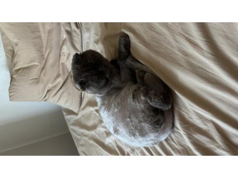 Scottish fold gri