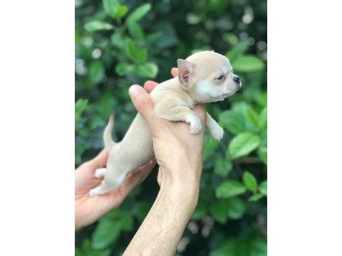 Mikro teacup chihuahua bebeğim