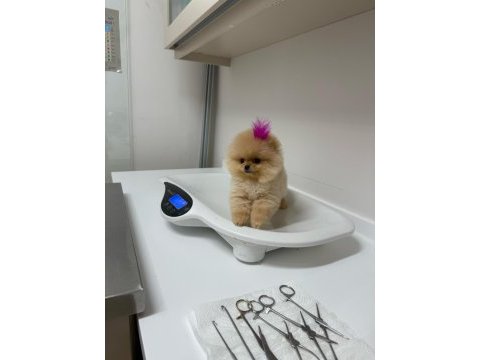 Taş gibi pomeranian boo bebeeeek