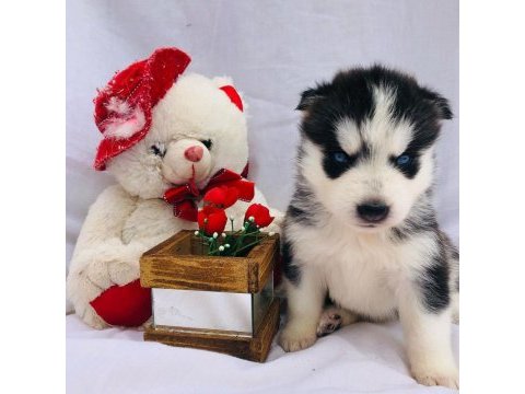 Husky sibirya yavruları