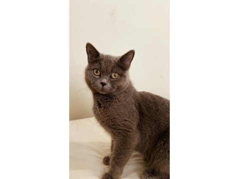 British shorthair kızımız ömürlük yuvasını bekliyor
