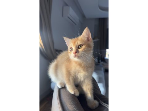 Golden ny12 british shorthair