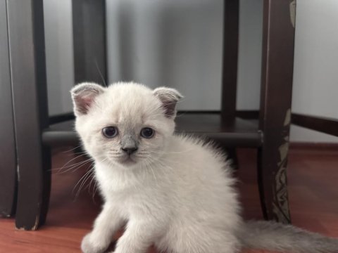 British shorthair blue point