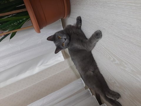 British shorthair oğlumuza yeni yuva arıyoruz