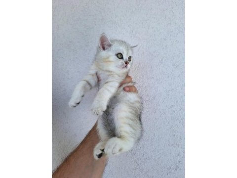 British shorthair yavrularımız