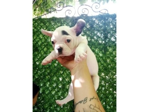 French bulldog 45 günlük dişi ankara
